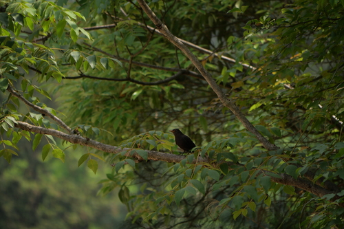 Chinese Blackbird