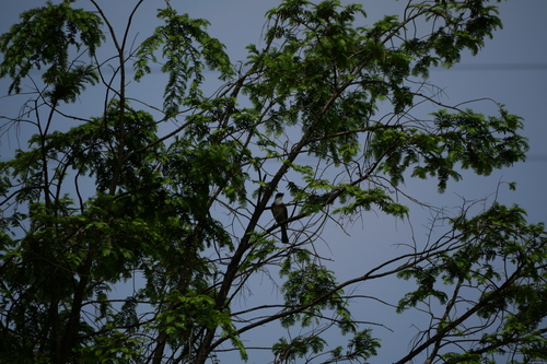 Brown-breasted Bulbul