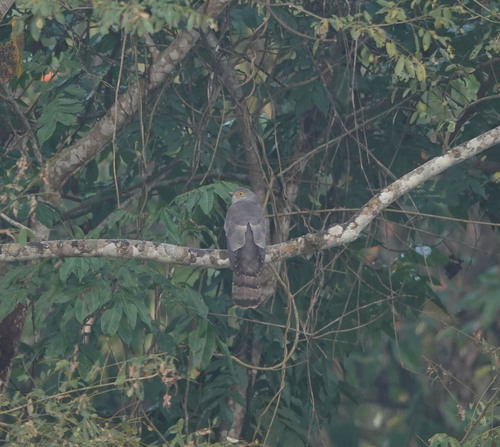 Common Hawk-Cuckoo (Hierococcyx varius), photo 3