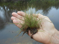 Eleocharis baldwinii