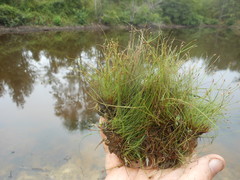 Eleocharis baldwinii