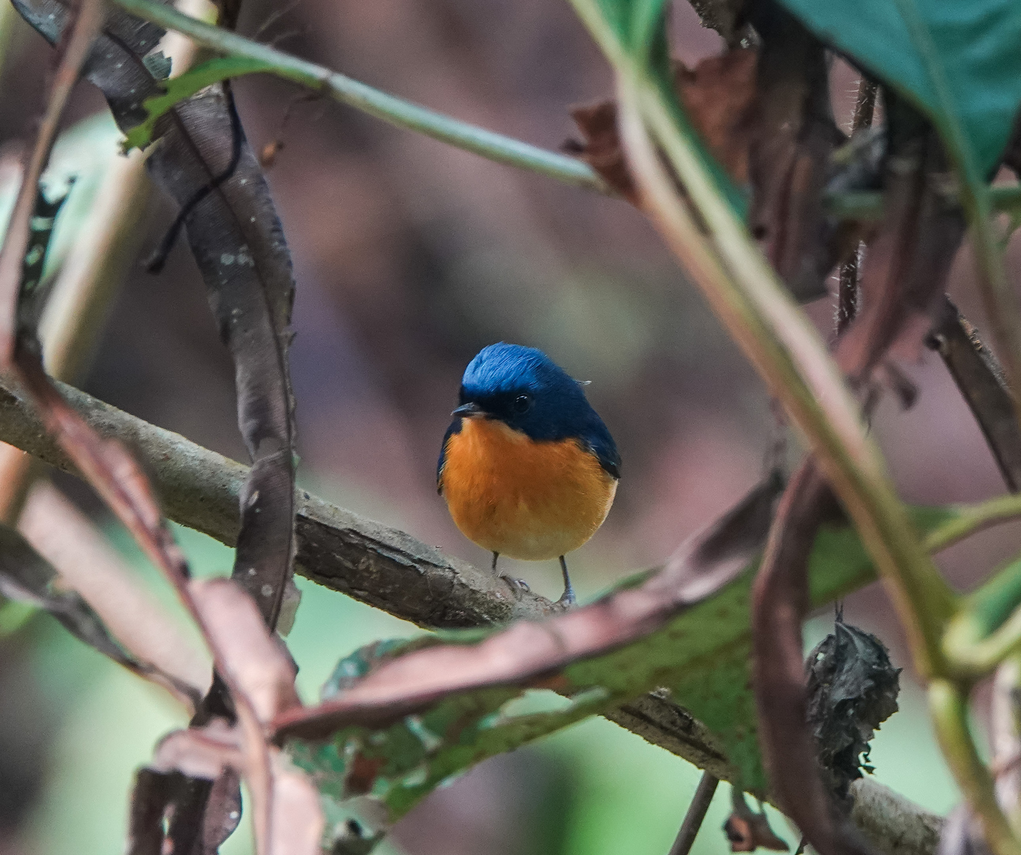 Pygmy Flycatcher (Ficedula hodgsoni), photo 5