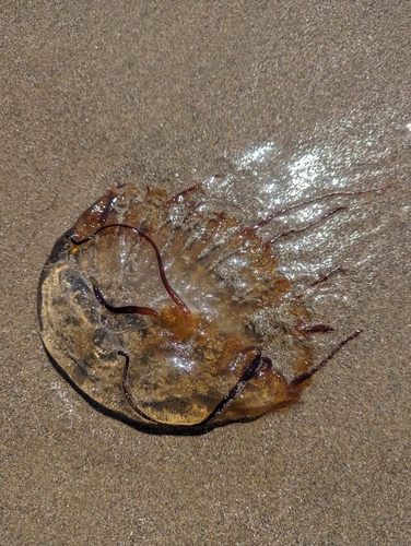Pacific Sea Nettle photographed in Oregon