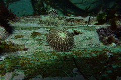 Scutellastra peronii