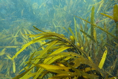 Phyllospora comosa