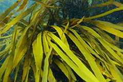 Phyllospora comosa