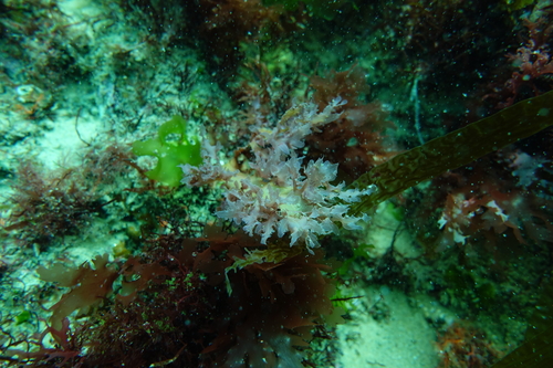 Hemineura frondosa, 2018-12-07