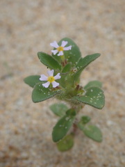 Zaluzianskya gracilis