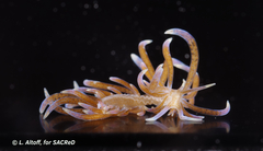 Phyllodesmium macphersonae