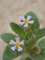 Zaluzianskya gracilis