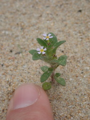 Zaluzianskya gracilis