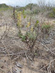 Manulea caledonica