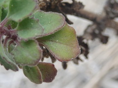 Manulea caledonica