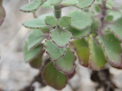 Manulea caledonica