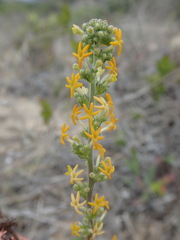 Manulea caledonica