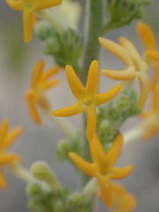 Manulea caledonica