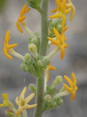 Manulea caledonica