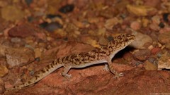Pachydactylus capensis