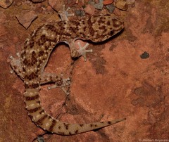 Pachydactylus capensis