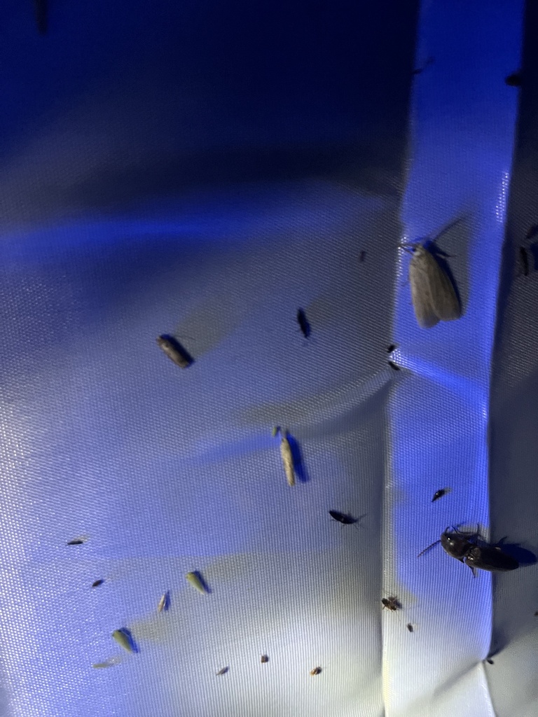 Naples Insects Butterflies and Moths from Turtle Island, Naples, FL, US on July 20 ...