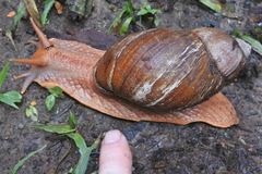 Megalobulimus popelairianus