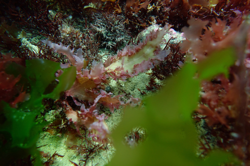 Hemineura frondosa, 2018-12-07