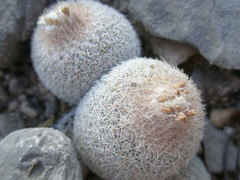 Epithelantha
