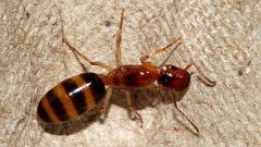 Colobopsis macrocephala
