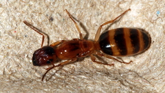 Colobopsis macrocephala