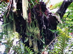 Phlegmariurus phlegmaria