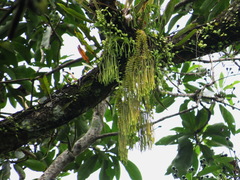 Phlegmariurus phlegmaria