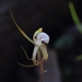 Caladenia hopperiana - Photo 由 Ericbrereton 所上傳的 (c) Ericbrereton，保留部份權利CC BY-NC