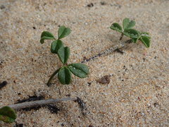 Psoralea repens