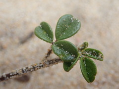 Psoralea repens