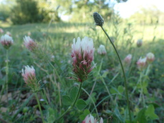 Trifolium incarnatum molinerii