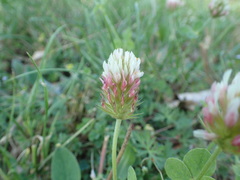 Trifolium incarnatum molinerii