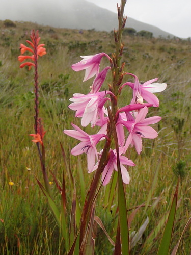 Watsonia borbonica