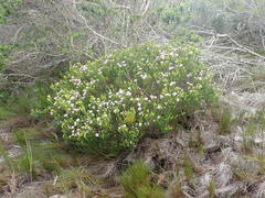 Agathosma dielsiana