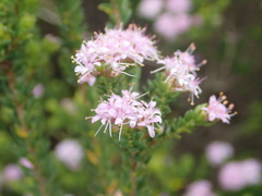 Agathosma dielsiana