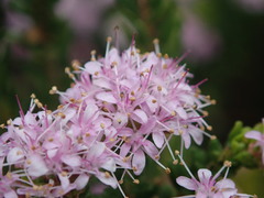 Agathosma dielsiana