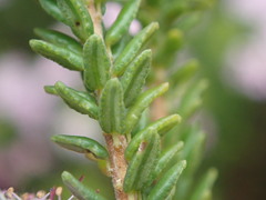 Agathosma dielsiana