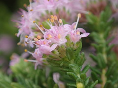 Agathosma dielsiana