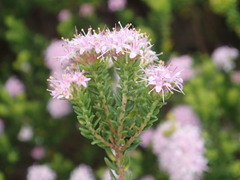 Agathosma dielsiana