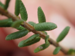 Agathosma dielsiana