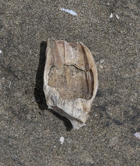 Austromegabalanus nigrescens