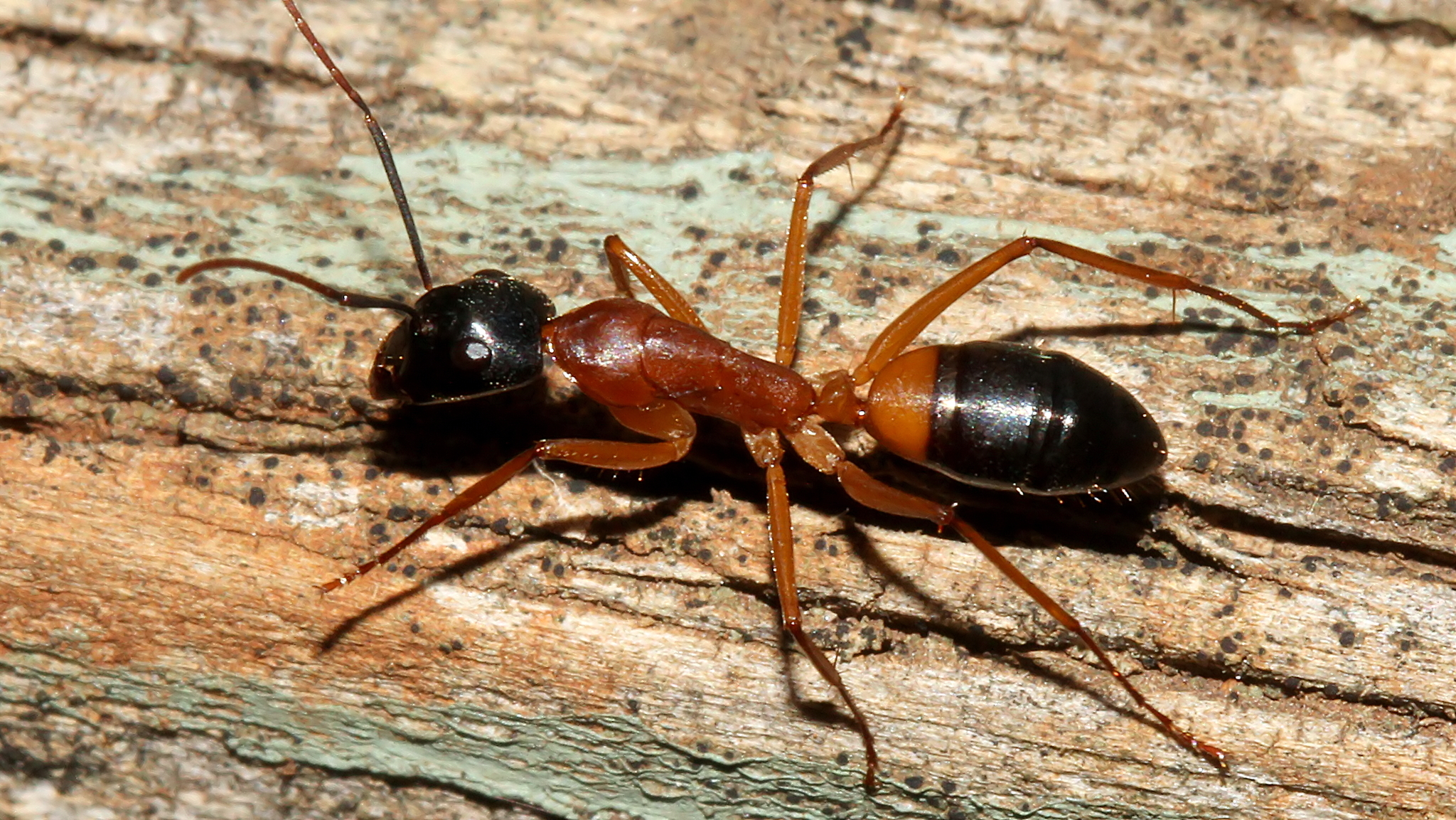  Sugar Ant - they are dominant in their ant world and often attack and defeat other ant colonies.