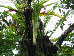 Phlegmariurus carinatus
