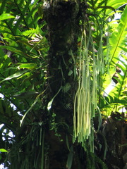 Phlegmariurus carinatus