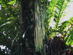 Phlegmariurus carinatus