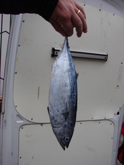 Scombrinae